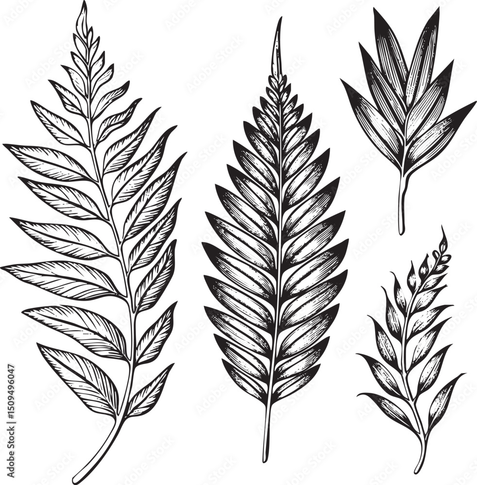 Fototapeta premium Five black and white fern leaves are arranged on a white background.