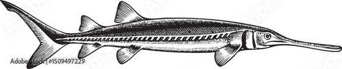long slender fish swims gracefully through clear water.