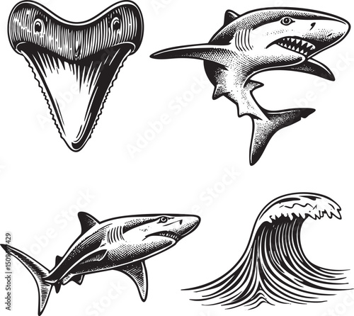 Black and white engraving depicts a shark tooth a leaping shark and a shark swimming through a wave.