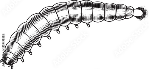 segmented worm crawls along a white surface.