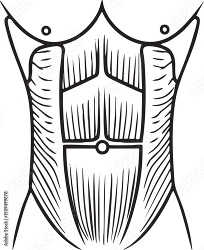 Detailed anatomical of human abdominal muscles.