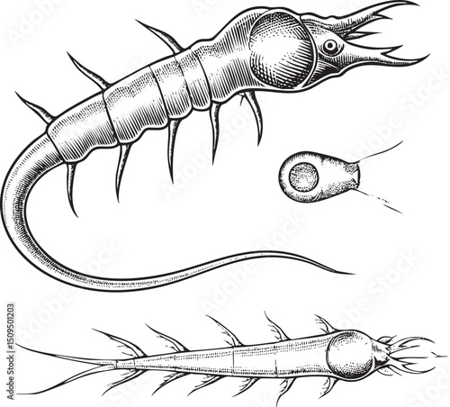 detailed black and white showcases a segmented aquatic invertebrate with prominent appendages.