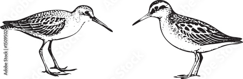 Two wading birds stand side-by-side in a stark black and white .