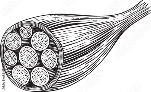 detailed displays a muscle fiber section revealing its cylindrical structure and central core.