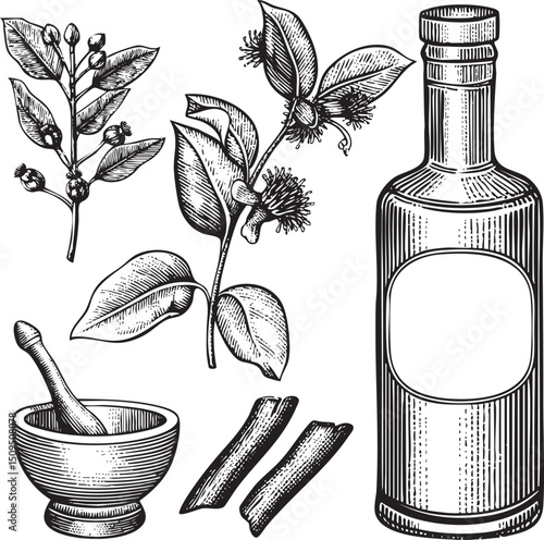 botanical depicts a sprig of leaves aromatic buds and a bottle filled with natural oils.