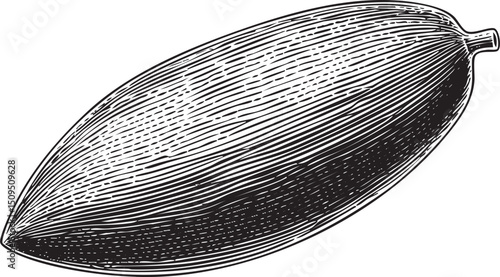 single elongated seed rests on a white background.