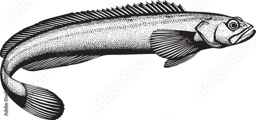 lone gray fish swims gracefully through the water.