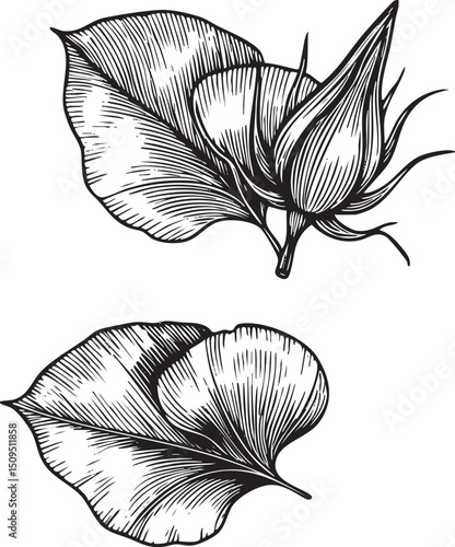 Two stylized leaves emerge from a fluffy seed pod showcasing intricate detail.