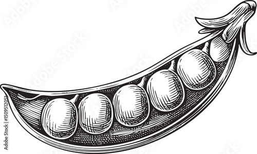 delicate pea pod displays five vibrant green peas within.