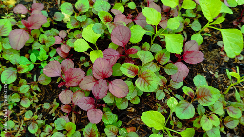 Seedings young plant Amaranthus viridis, Amaranthaceae red and Palmer Amaranth leaves vegetable fresh blooming in garden, nature food background
