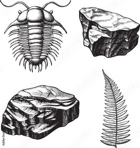 detailed showcases a trilobite alongside various rock formations and a fern.