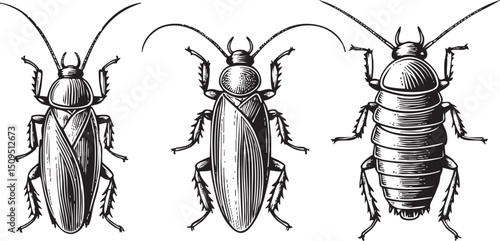 Three stylized cockroaches stand in a row illustrated in black and white.