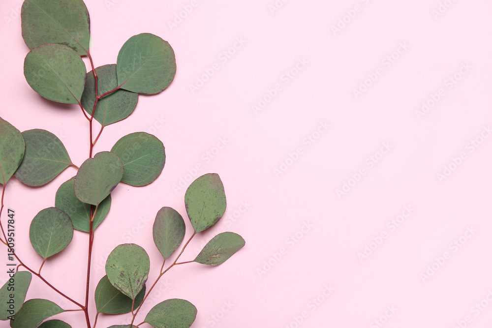 Obraz premium Eucalyptus branch on pink background
