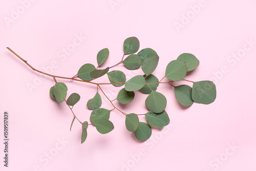 Eucalyptus branch on pink b...