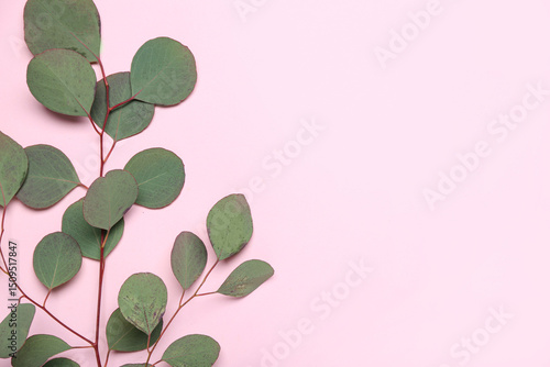Eucalyptus branch on pink b...