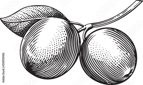 Two plums hang delicately from a leafy branch.