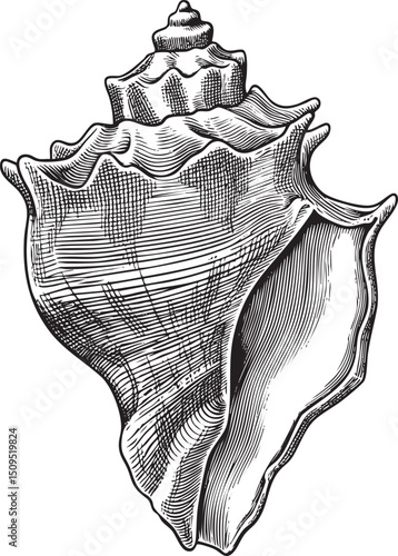 detailed black and white of a large conch .