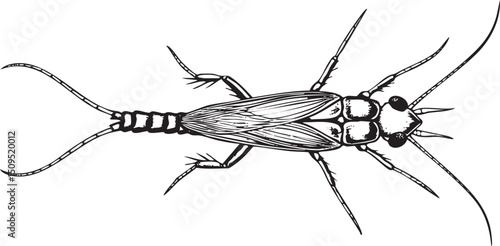 black and white depicts a mayfly in profile.