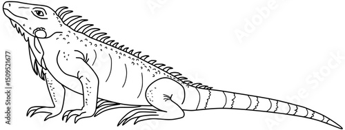 Iguana Vector Outline Line Art Reptile Drawing Illustration