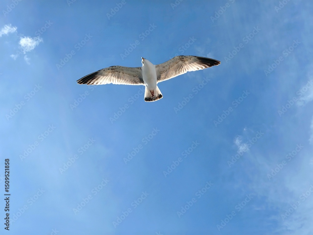 Obraz premium seagull glides effortlessly overhead against backdrop clear blue sky. sunlight highlights its feathers, showcasing its grace in flight above coast. close up.