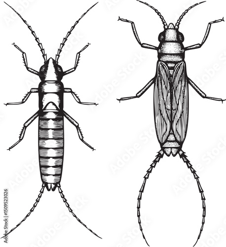 Two insects a mayfly and a stonefly are depicted in detail with intricate black-and-white lines.