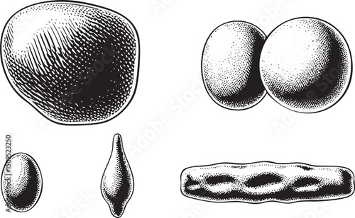 set of diverse textured seed shapes illustrated in black and white.