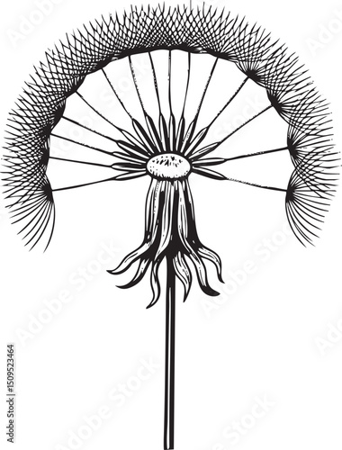 delicate dandelion seed head displays its intricate fluffy seeds.