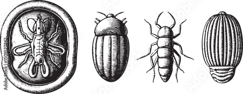 Four antique insect illustrations display beetles in various poses.
