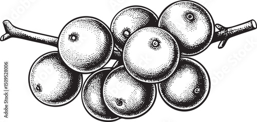 cluster of round fruits hangs from a branch.