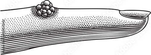 detailed of a boat's hull with intricate detailing.