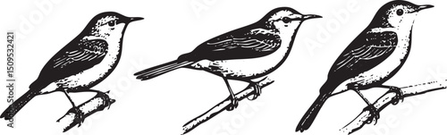Three birds perch on a branch in a linear arrangement.