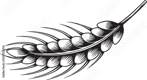 single detailed wheat head displays its many kernels against a stark white background.