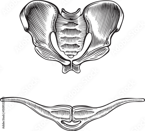 Detailed anatomical of a pelvic girdle.