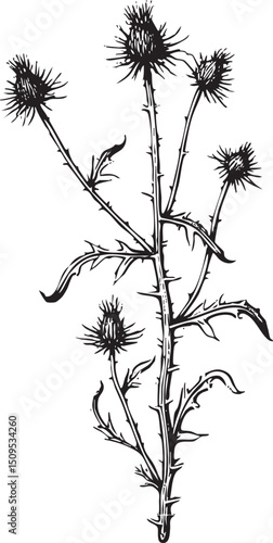 Wallpaper Mural solitary thistle plant extends upwards on a white background. Torontodigital.ca