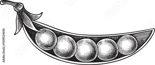 detailed black and white of a pea pod with multiple peas inside.