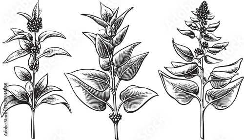 Three stylized plant stems display intricate leaf and seed heads.