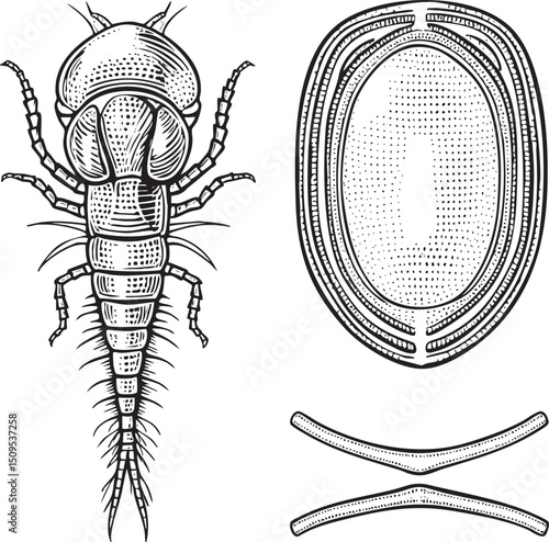 detailed black and white depicts a mayfly nymph in various stages of development.