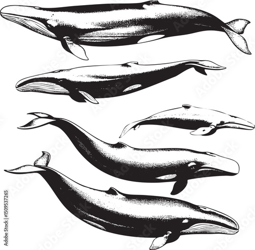 Five stylized black and white whales are depicted in various poses.