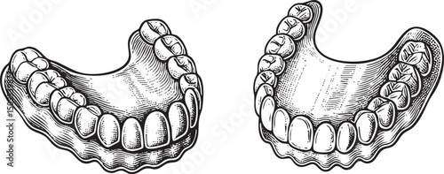 Two detailed black and white illustrations of human teeth reveal intricate dental structures.