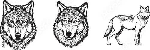 Three distinct black and white portraits of wolves showcase their faces and a full-body view.