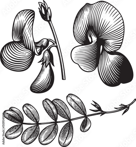Three stylized pea flowers are depicted in intricate black and white linework showcasing their delicate petals and stems.