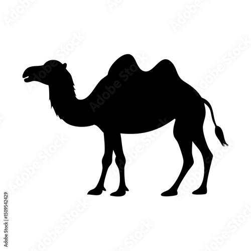 camel in desert
