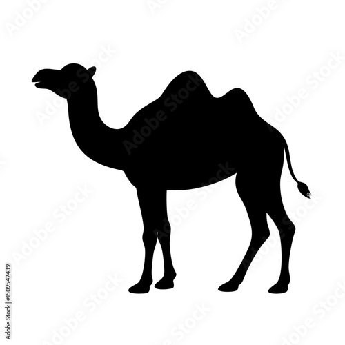 camel in desert