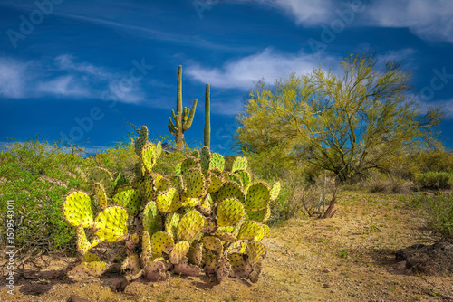 Prickly Pear Cactus in the Sonoran Desert in Arizona.