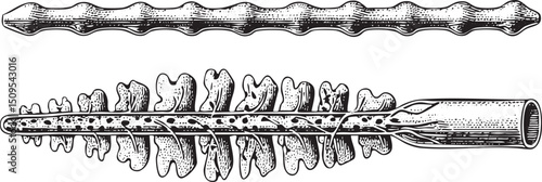 row of stylized segmented reeds forms a linear .