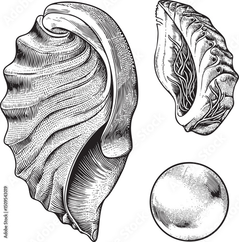 Three intricately detailed seashells are displayed in a black and white engraving.