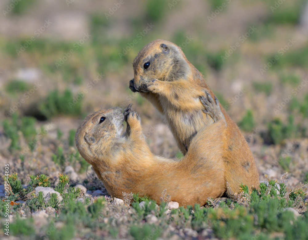 Naklejka premium Young black-tailed prairie dogs (Cynomys ludovicianus) playing, Lubbock, Texas, USA.