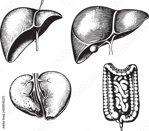 Four detailed anatomical illustrations depict human organs in black and white.