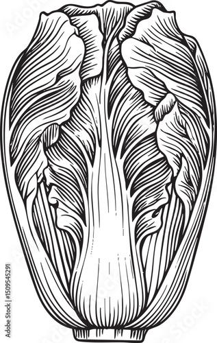 detailed monochrome depicts a mature napa cabbage.