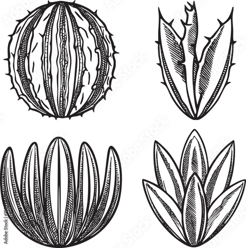 Four detailed black and white illustrations of walnut shells and seed coverings.